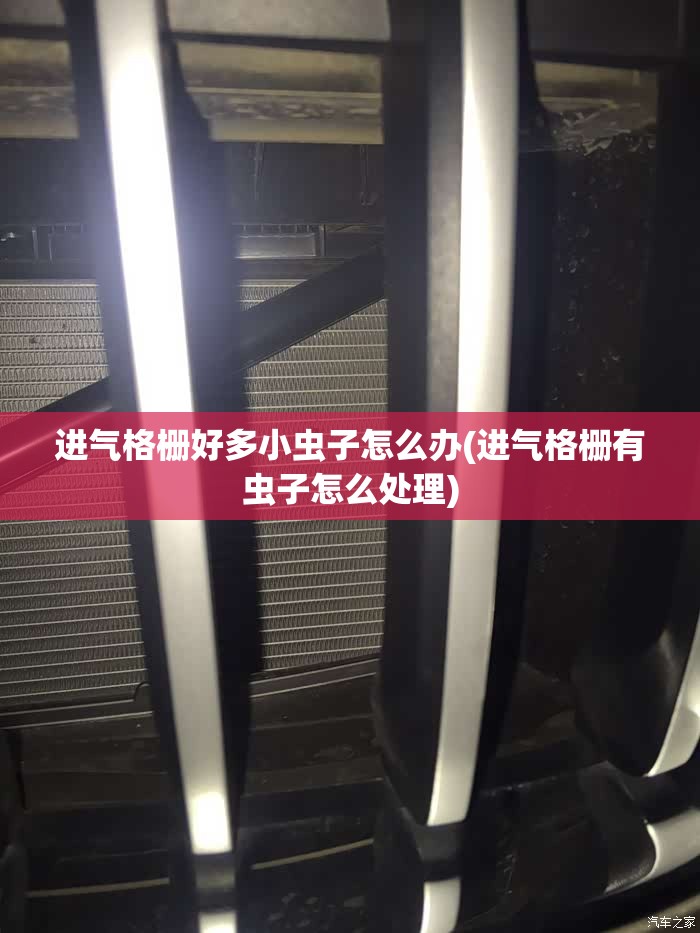进气格栅好多小虫子怎么办(进气格栅有虫子怎么处理)