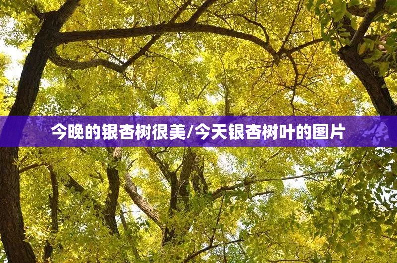 今晚的银杏树很美/今天银杏树叶的图片