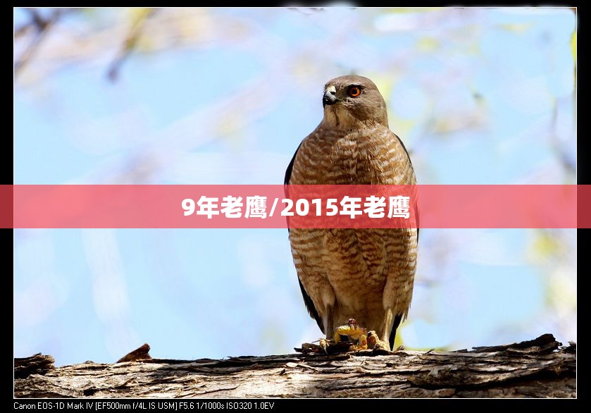 9年老鹰/2015年老鹰