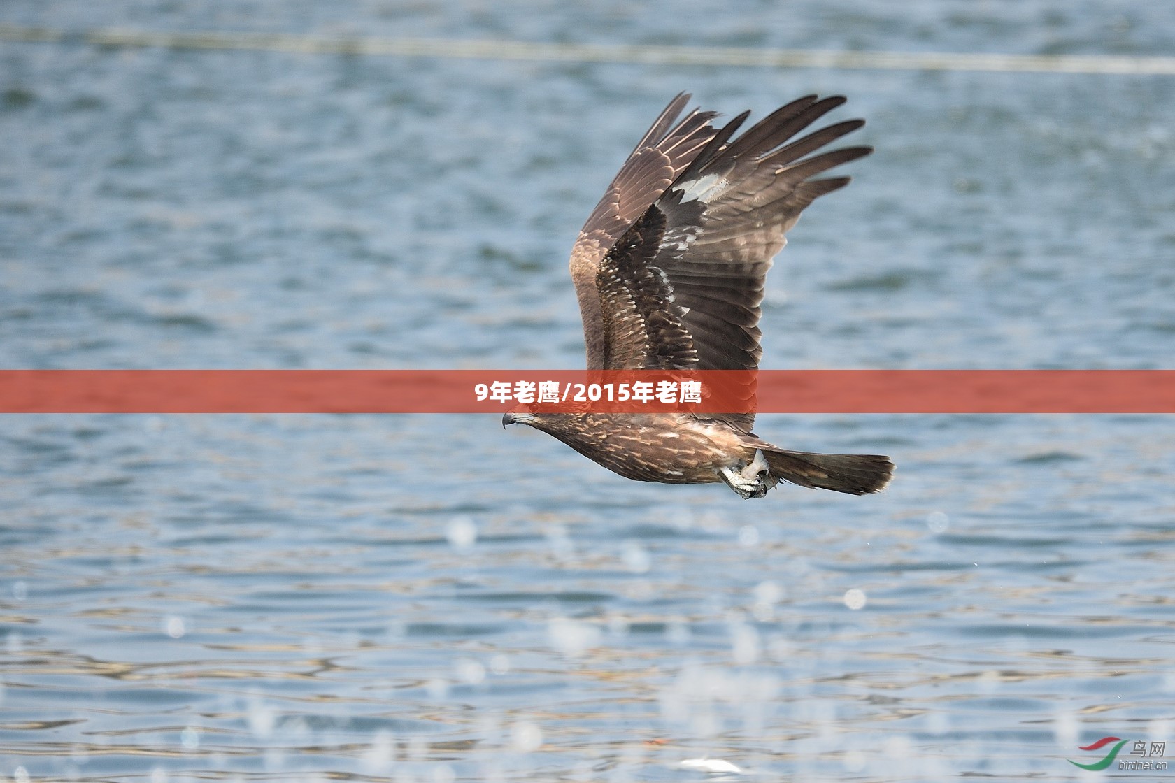 9年老鹰/2015年老鹰