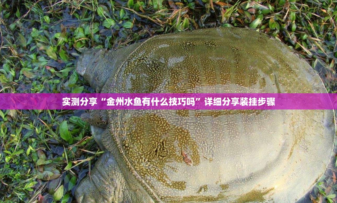 实测分享“金州水鱼有什么技巧吗”详细分享装挂步骤